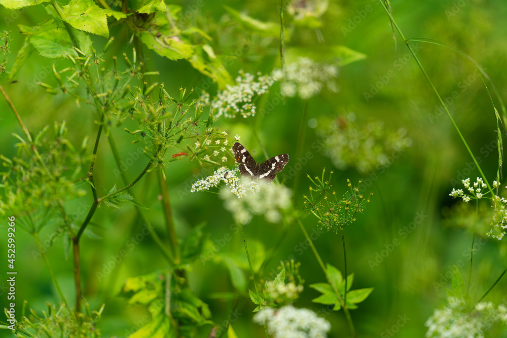 Butterfly in the meadow on a sunny day Butterfly in the meadow on a sunny day