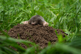 European mole in the garden. Mole on the top of molehill. European wildlife nature. 