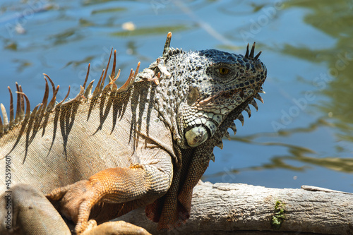 Ricord s iguana  or Ricordi iguana  is a species of green lizard