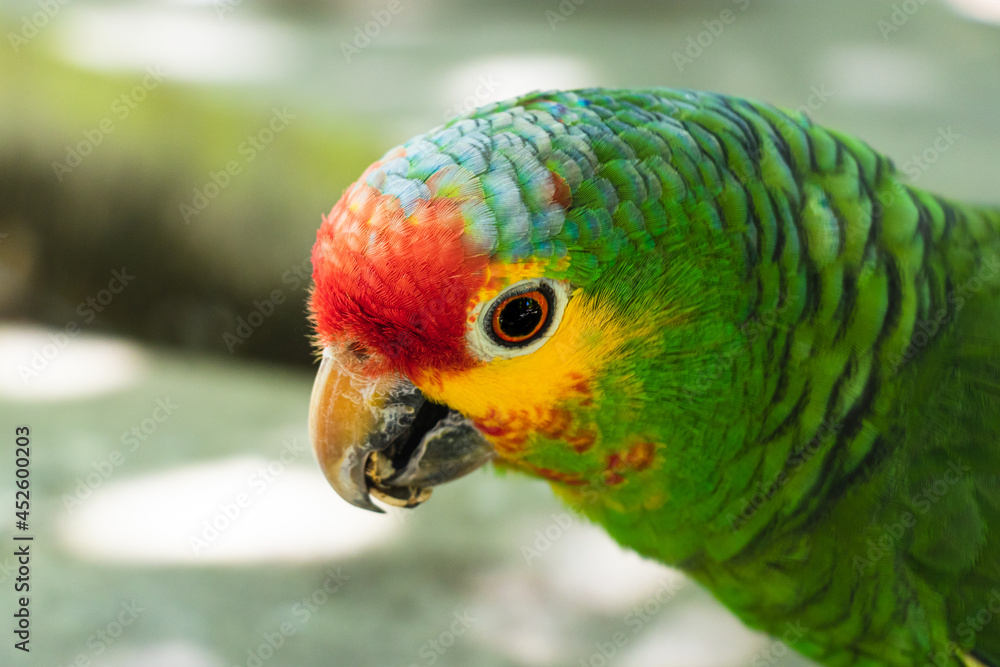 Red-headed parrot eating free pumpkin seeds Red-headed parrot eating free pumpkin seeds