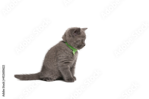 Beautiful british shorthair cats in front of a white background