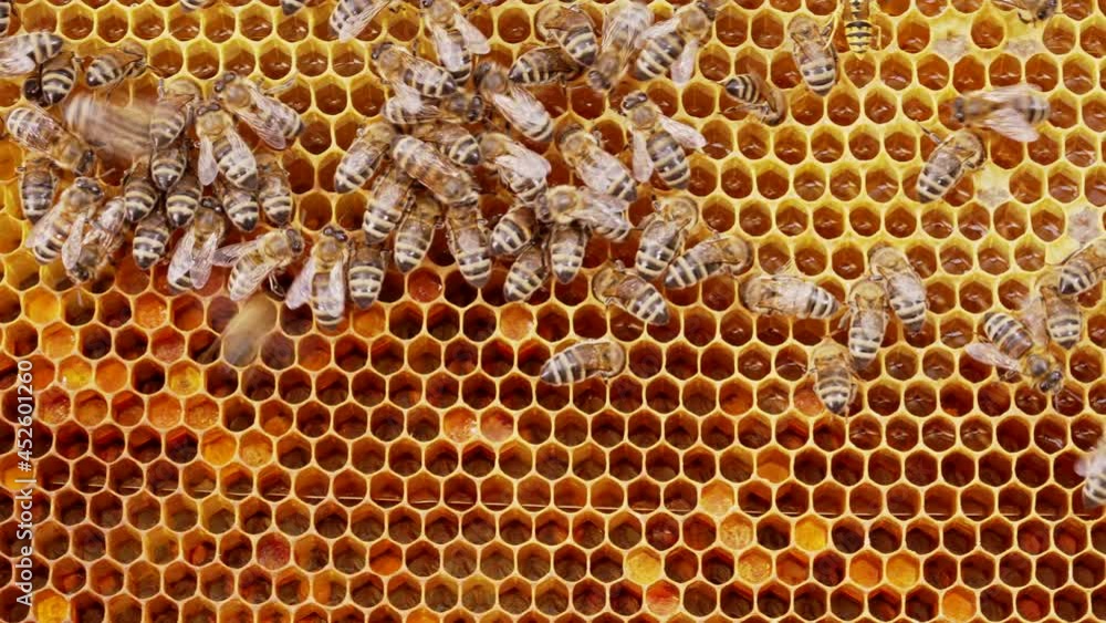 Domestic bees of the Karnika breed crawl along the foundation with brood. Beekeeping concept, honey creation, apiary management. Domestic bees of the Karnika breed crawl along the foundation with brood. Beekeeping concept, honey creation, apiary management.