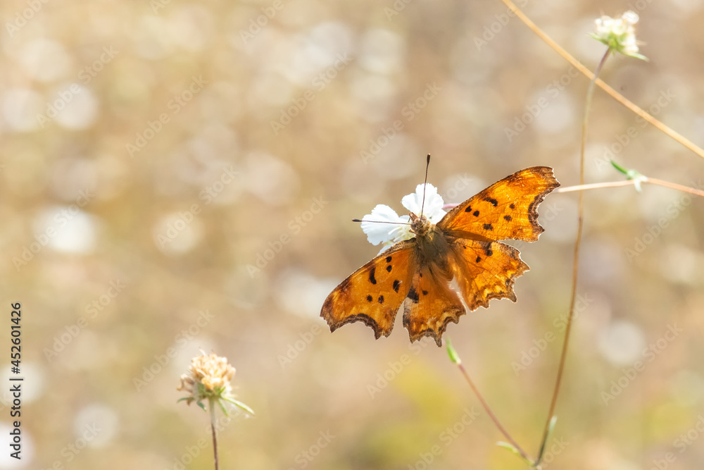 Obraz premium Nymphalidae / Yırtık Pırtık / / Polygonia c-album