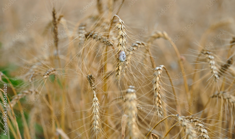 field with yellow ripe ears of wheat on a summer day, selective focus, close up field with yellow ripe ears of wheat on a summer day, selective focus, close up
