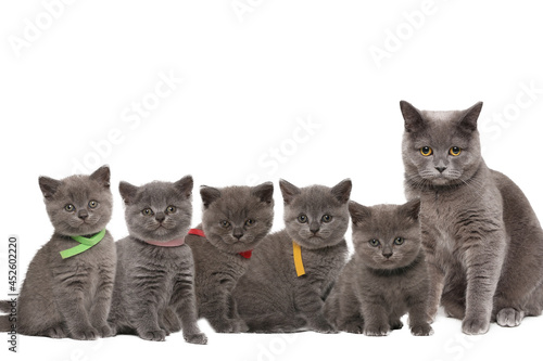 Beautiful british shorthair cats in front of a white background