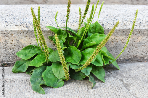 Bilde på lerret A close up image of the herbal medicine plant plantain growing in  a sidewalk crack