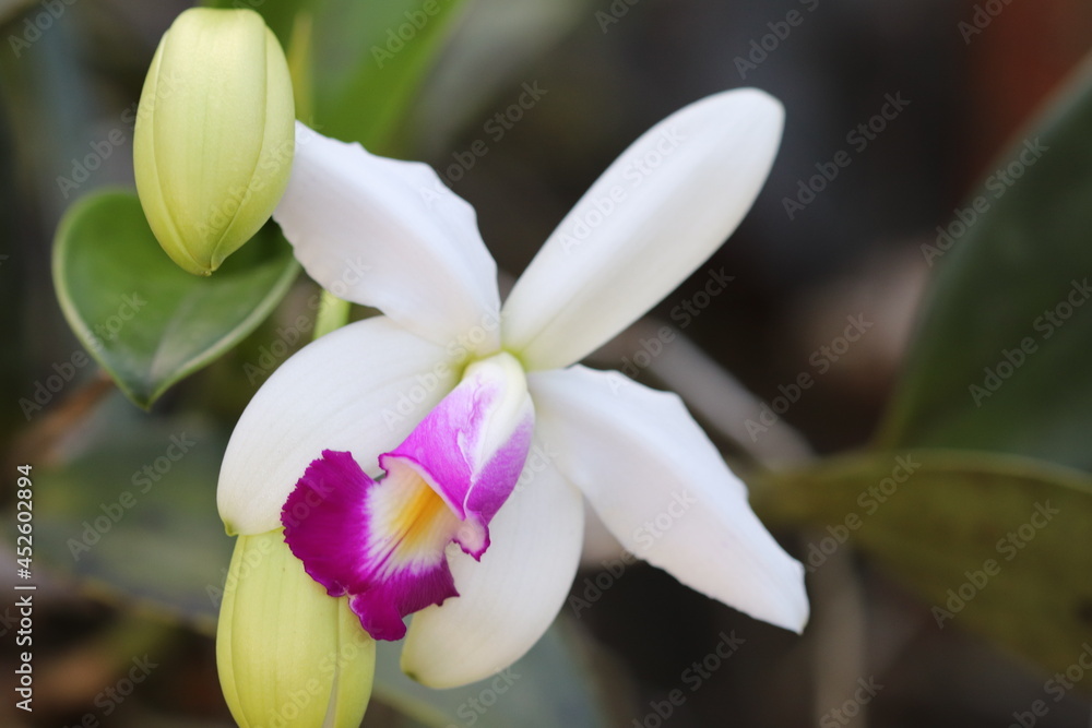Obraz premium Cattleya Violacea