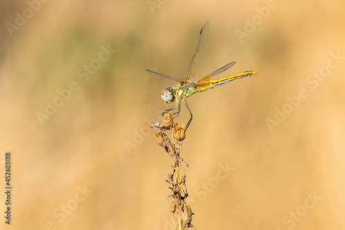 dragonfly on a branch © Yasin