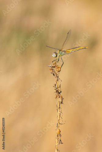 dragonfly on grass © Yasin