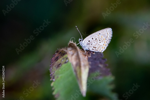 Wallpaper Mural butterfly on leaf Torontodigital.ca
