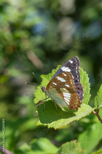 Nymphalidae / Akdeniz Hanımeli Kelebeği / Southern White Admiral / Limenitis reducta © Yasin