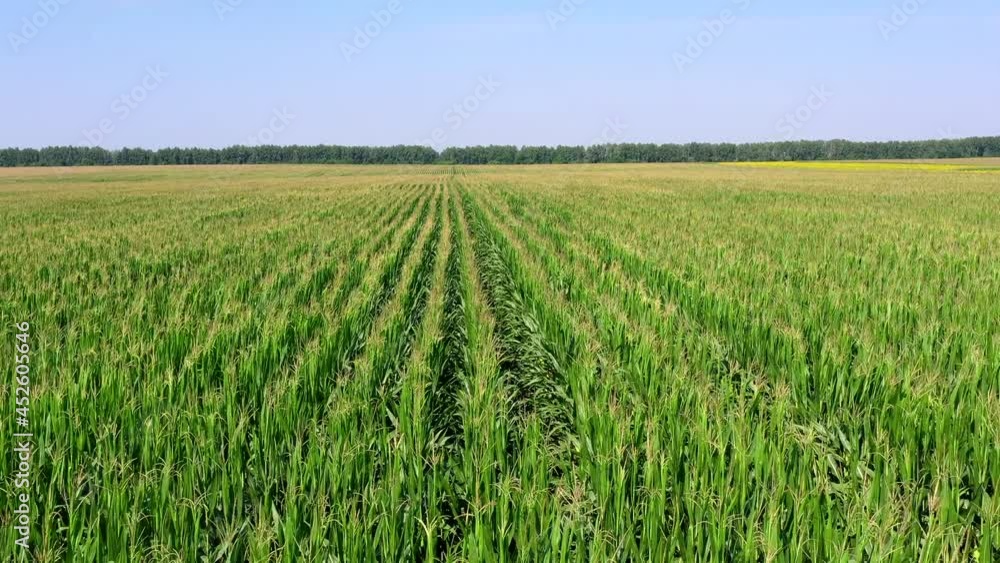 Aerial view of the young green corn plants. Aerial view of the young green corn plants.