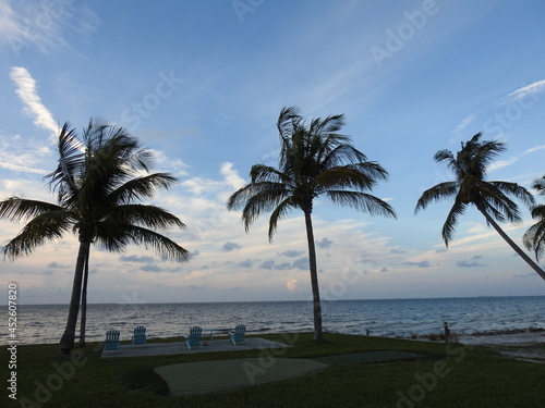 Palm Trees on the Beach