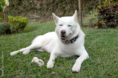Obraz na płótnie husky dog with bone w salonie