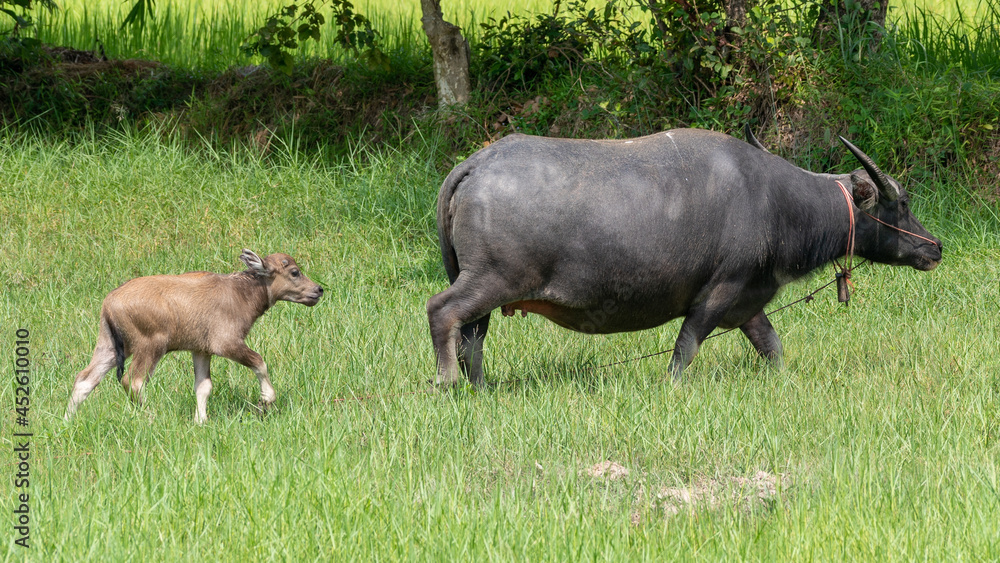 Thai Buffalos and Farm Animals Thai Buffalos and Farm Animals