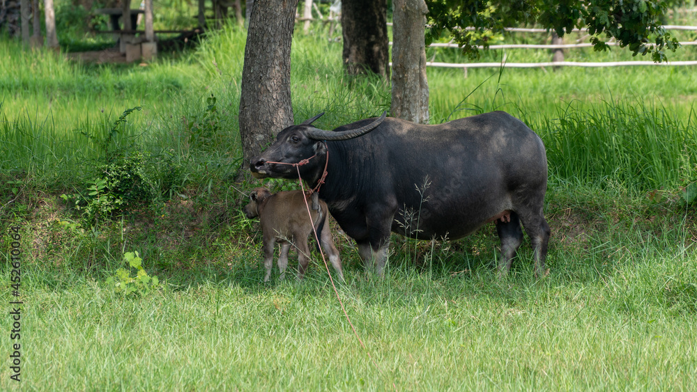 Thai Buffalos and Farm Animals