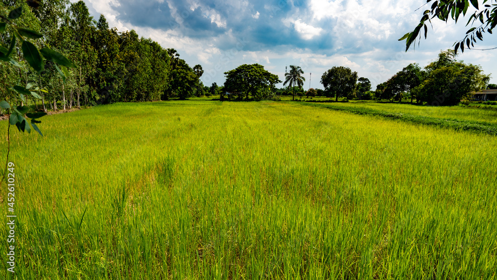 Fototapeta premium Thai Farmlands & Rice Fields