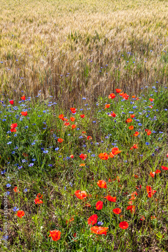 fields of poppies in Perigord France