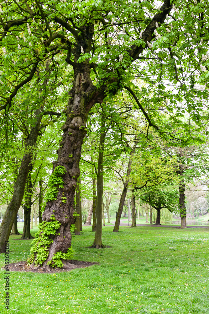 forest europe