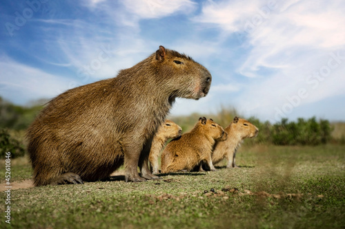 Capybara mother with her small calf in the Iberá Wetlands
