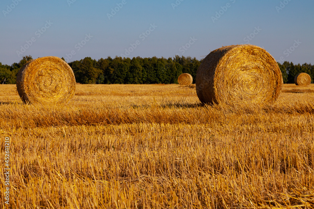 Rolls of golden straw are spread out on the mowed field against the backdrop of a green forest