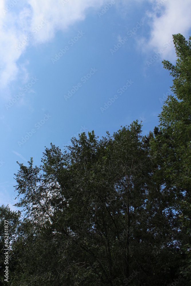 sky and trees