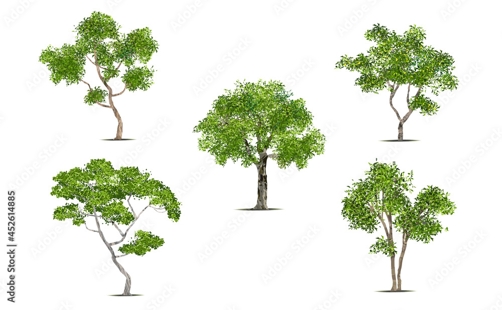 Fototapeta premium Isolated green tree on white background. Single tropical tree in vector illustrative. Concept for landscaped decoration of tree in garden and architectural design
