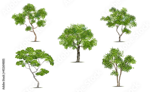 Isolated green tree on white background. Single tropical tree in vector illustrative. Concept for landscaped decoration of tree in garden and architectural design