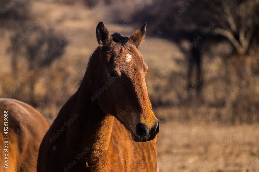Fototapeta premium portrait of a horse