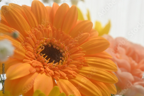 Close-up of a yellow orange flower.