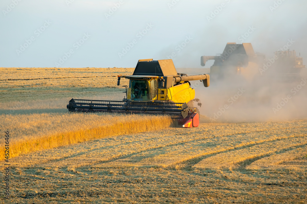 Fototapeta premium combine harvester harvests wheat in the field. agronomy and grain industry