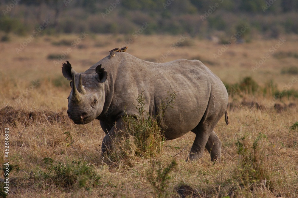 Rino living in Masai Mara, Kenya Rino living in Masai Mara, Kenya