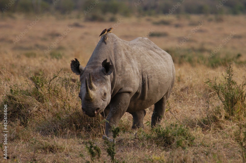 Obraz premium Rino living in Masai Mara, Kenya