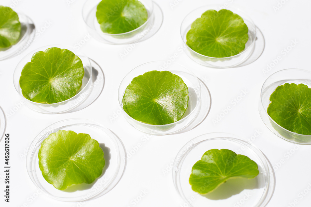 Fresh green centella asiatica leaves in petri dishes on white background. Fresh green centella asiatica leaves in petri dishes on white background.