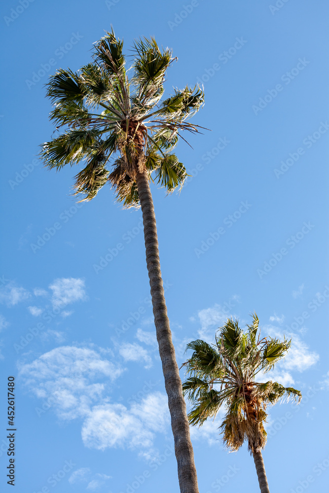 Fototapeta premium Palm tree