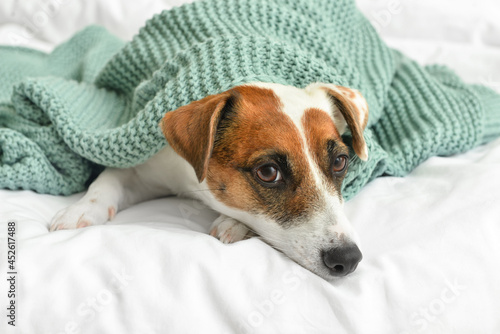 Cute Jack Russel terrier with plaid on bed, closeup © Pixel-Shot
