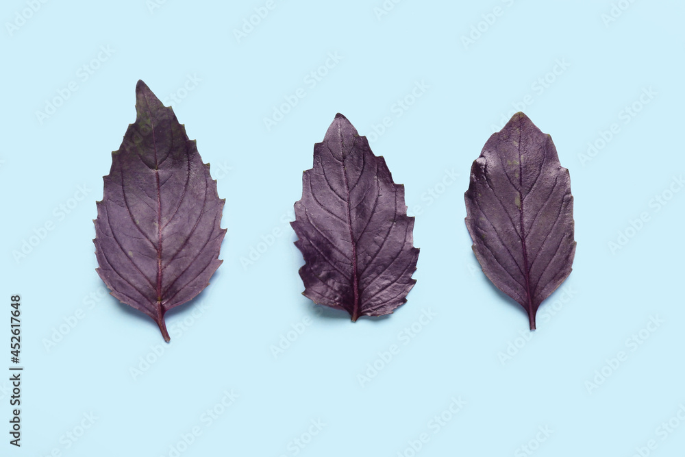 Fototapeta premium Fresh basil leaves on color background