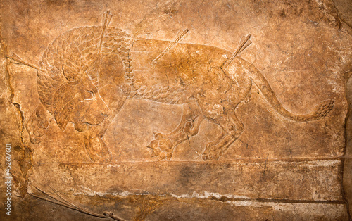 Assyrian carvingabout 645 bc from Nineveh . Of a lion hunt in the arena where lion is driven towards the king who kills them. photo