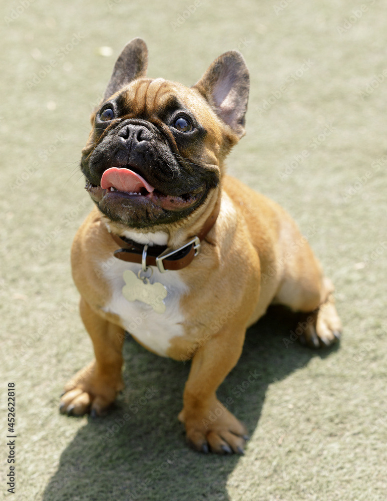 8-Months-Old Red Tan Male French Bulldog Panting and Looking Up. Off-leash dog park in Northern California.