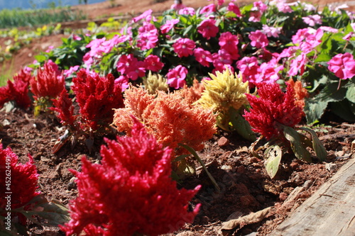 red and yellow flowers