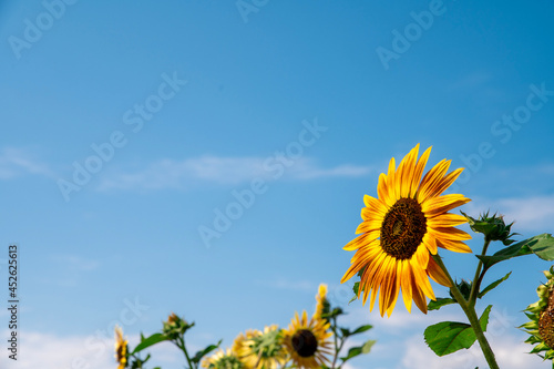 sunflowers in the field