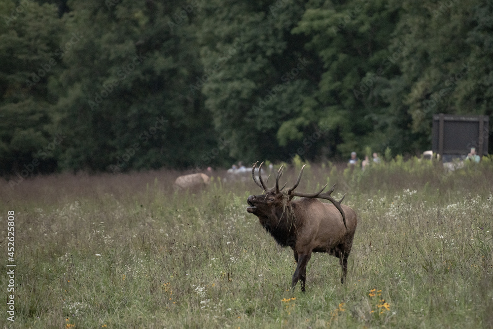 Bull Elk Bugles As People Watch In The Background Bull Elk Bugles As People Watch In The Background