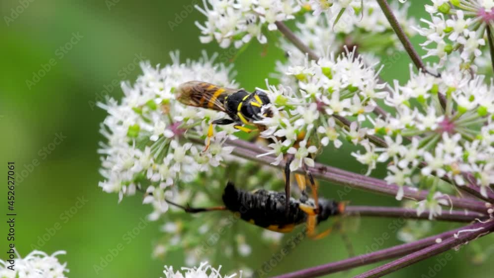 Spotted Longhorn and Square-headed Wasp on white flowers Spotted Longhorn and Square-headed Wasp on white flowers