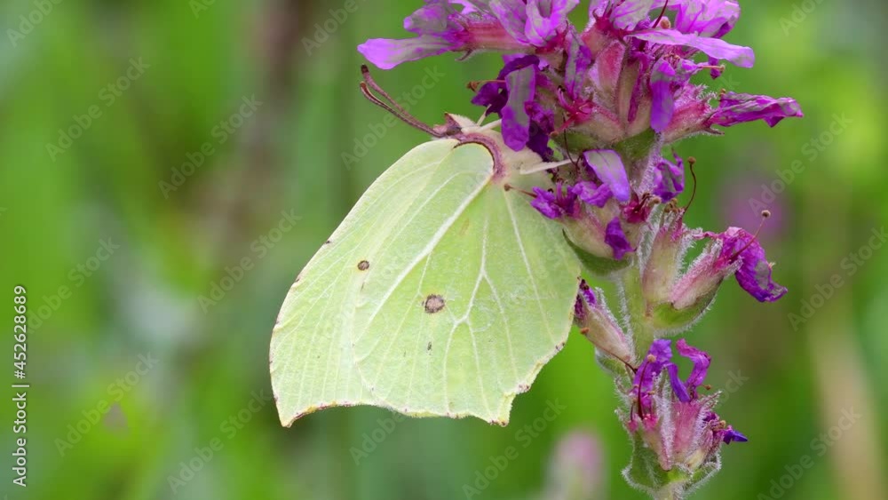 Common Brimstone, Gonepteryx rhamni - butterfly on pink flowers Common Brimstone, Gonepteryx rhamni - butterfly on pink flowers