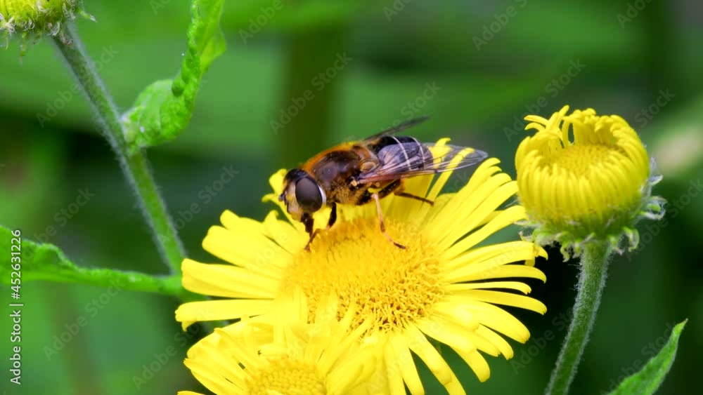 Hoverflies - Drone Fly, Eristalis nemorum on the flowers Hoverflies - Drone Fly, Eristalis nemorum on the flowers