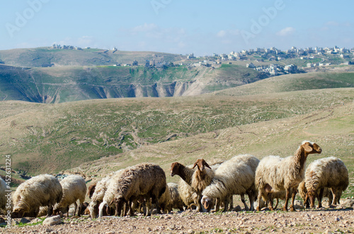 sheep in the mountains in Area C in Palestine Israel