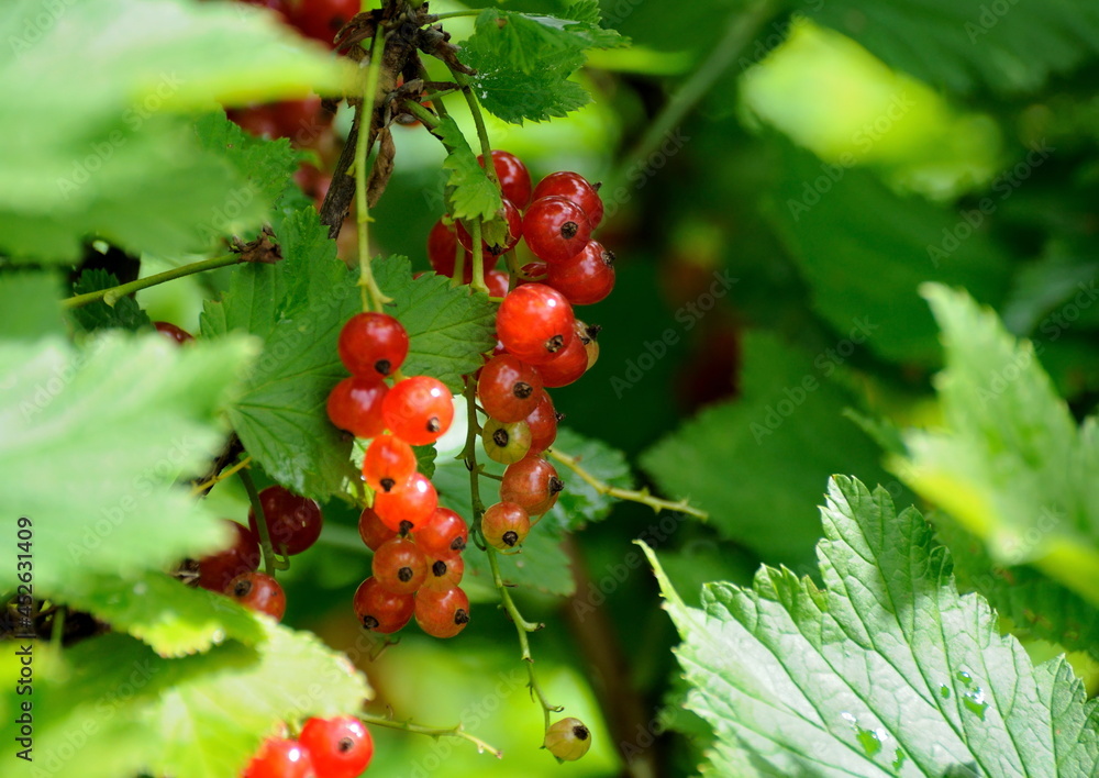 Ripe red currant (Ribes rubrum) on a summer morning. Moscow region. Russia. Ripe red currant (Ribes rubrum) on a summer morning. Moscow region. Russia.