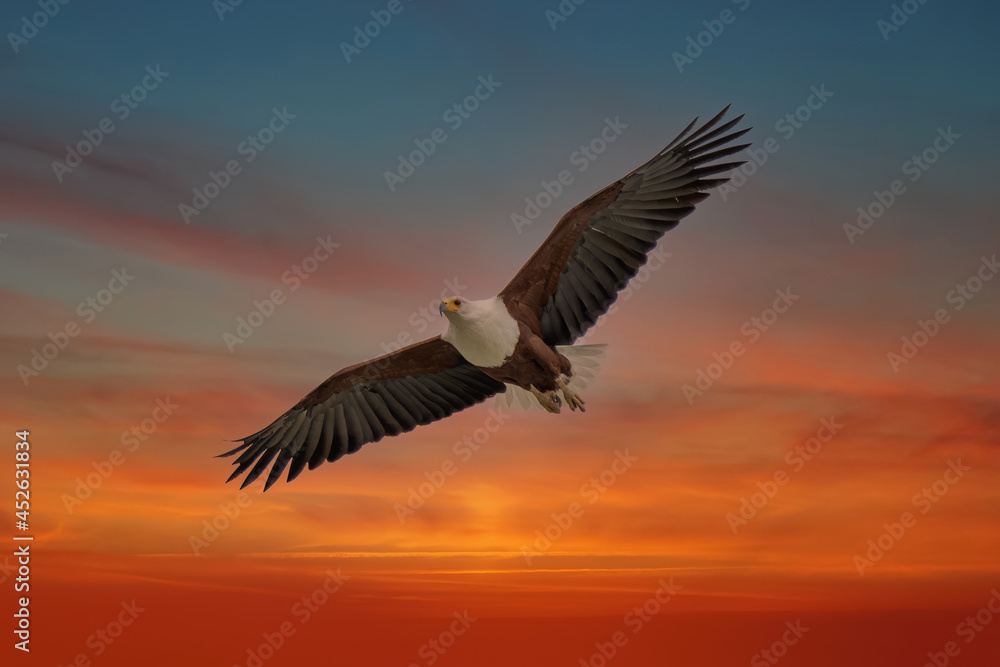 Obraz premium African Fish-eagle, Haliaeetus vocifer, brown bird with white head fly. Eagle flight above the lake water. Wildlife scene from African nature, Okavango delta, Botswana, Africa