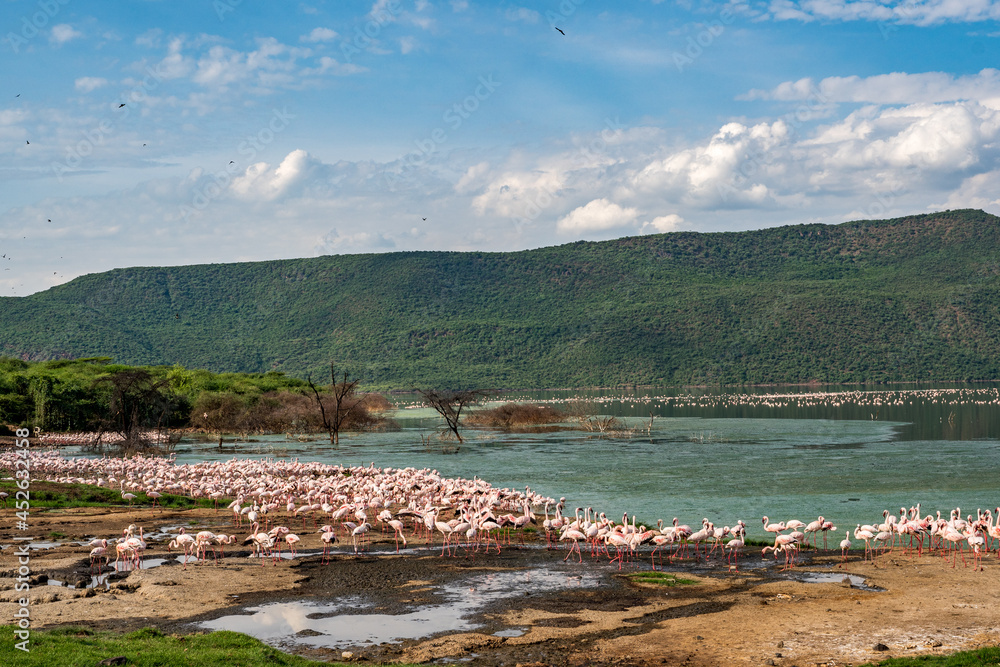 Fototapeta premium beautiful sunset over the lakes of Baringo with pink flamingos in the foreground