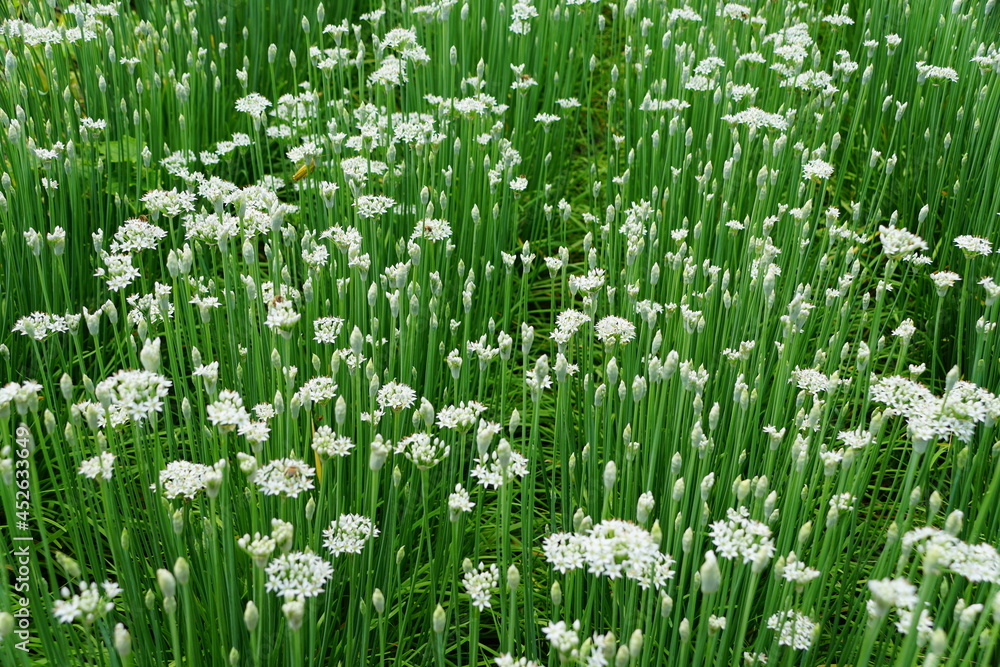 Fototapeta premium A spread of the white chive flowers in a garden